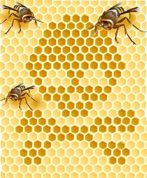 סתיו האכלה של דבורים: במהירות, ביעילות, בדיוק בזמן