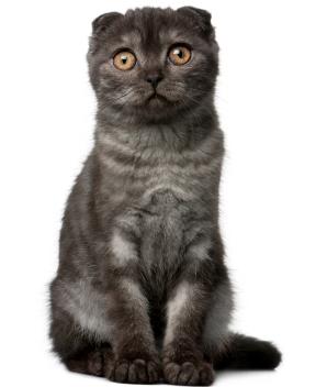 האם אתה יודע את ההבדל בין חתולים סקוטי הבריטי?