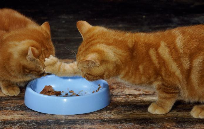 להאכיל עבור גורים פרמיה: יבש או רטוב? מהו המזון הטוב ביותר לחתלתול?