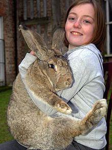 מי הוא, הארנב הגדול ביותר בעולם? ארנבות- ענקים: יותר מכלבים רבים