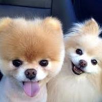 גזע Pomeranian Pomeranian. חוות דעת של הבעלים ותכונות של כלבים