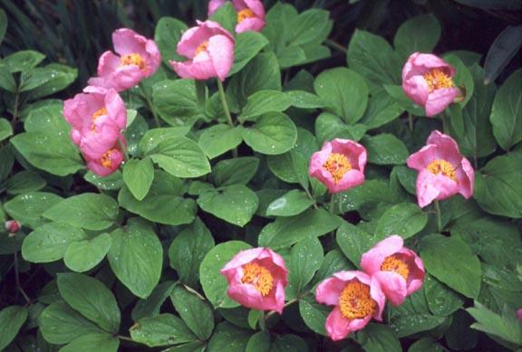 כיצד צמח peonies באביב