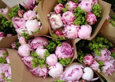 מתי ואיך לשתול peonies?