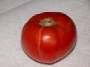 עגבנייה בולפית - גדל באדמה