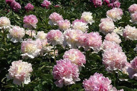 טיפים גינון: מתי כדי reponant peonies