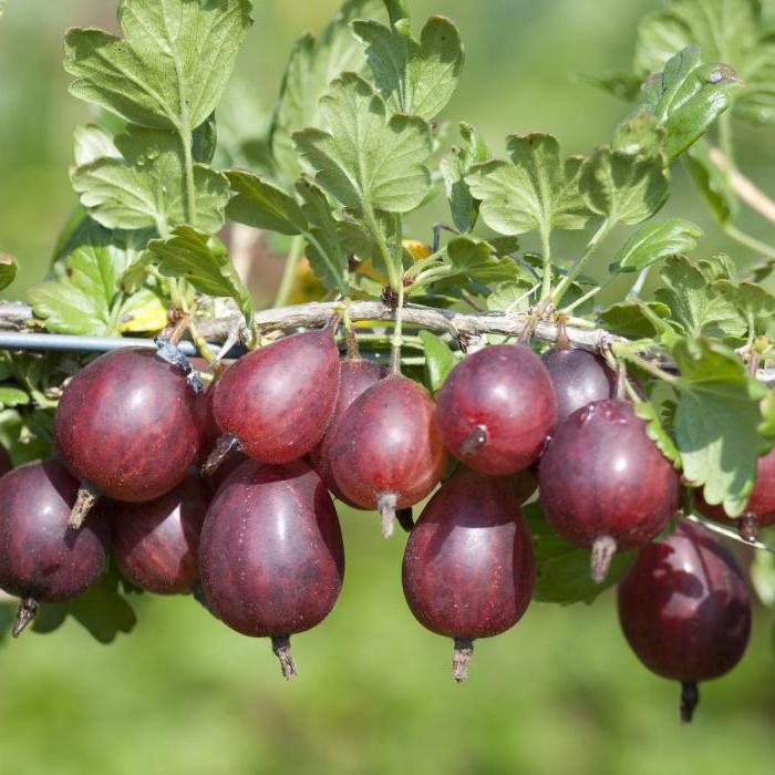 דומדמניות קפואות