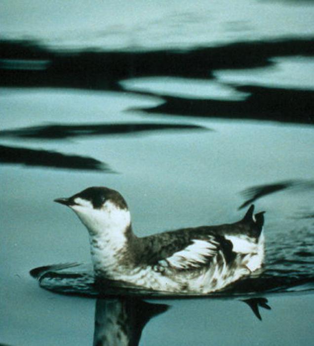 Murrelet ארוך מצחייה אסיה: תיאור, תזונה, רבייה