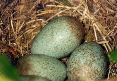 מה הם הביצים של קיכלי? צבע מדהים של הביצים של ציפורי שיר!