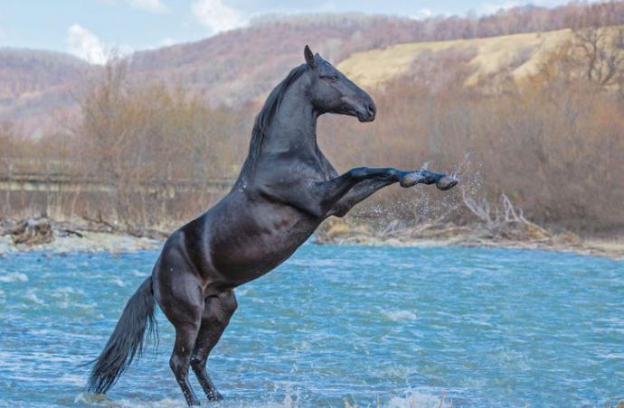 Karachai גזע סוס: תיאור ותמונה