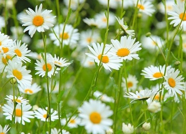 Leucanthemum vulgare - קמומיל רגיל עם מאפיינים יוצאי דופן