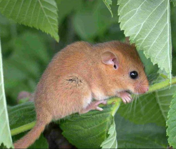 אורניש dormouse: תיאור, תכונות של רבייה