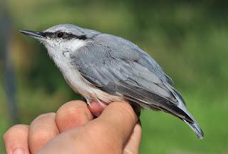 Nuthatch (ציפור): איזה סוג של ציפור, איך זה נראה? האם הציפור הנודדת היא נאתץ' או ציפור חורף?