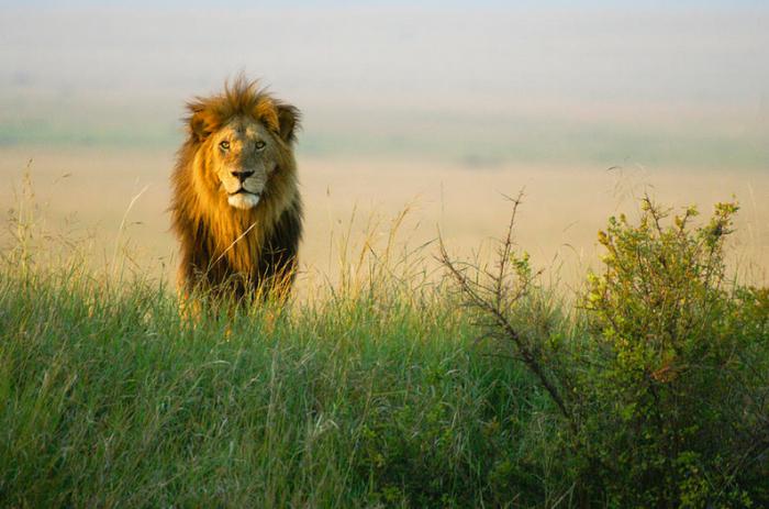 הערבה האפריקאית המדהימה: בעלי חיים וצמחייה