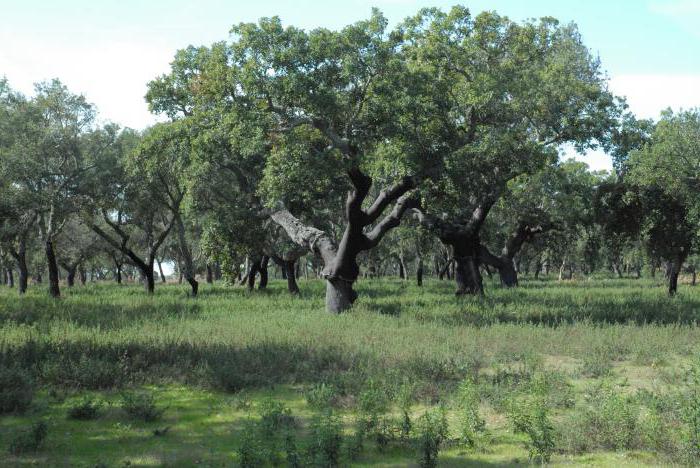 יערות קשים ושיחים ירוקים: גיאוגרפיה, צמחייה ובעלי חיים