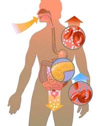 התרופה "Gliiformin". הוראות שימוש