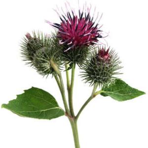 Burdock: תכונות שימושיות התוויות נגד הצמחים