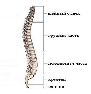 מבנה עמוד השדרה של האדם